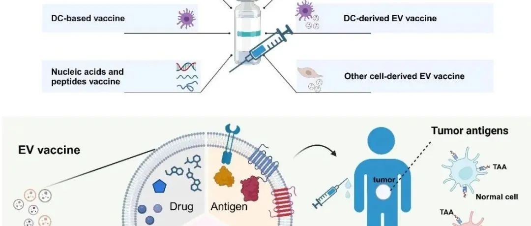 张灏教授领衔发表最新外泌体肿瘤疫苗综述