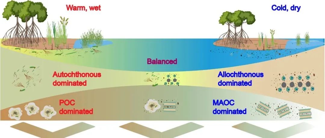 滨海土壤有机碳固存丨GLOBAL CHANGE BIOL：异源蓝碳生态系统中矿物相关有机碳和持久性分子的增加