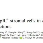 Bone Res | 北京生命科学研究所沈博实验室开发新型透明化三维成像技术，揭示骨髓微环境细胞复杂结构与功能