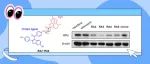 JMC|贵州大学药学院研究团队报道新型疏水标签——D环缩环青蒿素应用于靶向蛋白降解