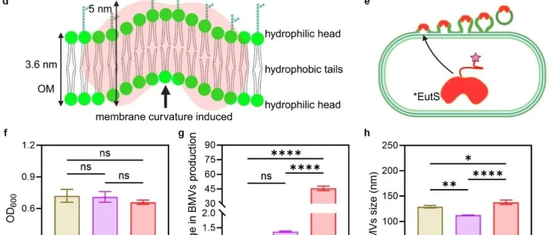 ACS Nano丨南方医科大学联合滑铁卢大学团队合作构建高产膜囊泡工程菌用于炎症性肠病治疗