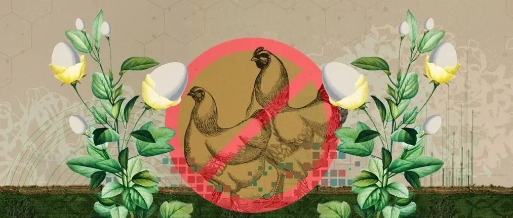 营养环保！人造植物鸡蛋竟然有可能更好吃