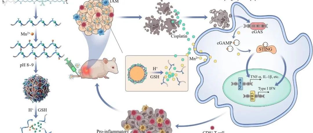 ACS Nano丨四川大学李为民团队构建铂聚合物功能化氧化锰纳米粒增强肺癌化学免疫治疗效果