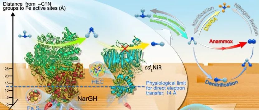 【转载】Angew. Chem.：纳米-生物杂合体界面间电子定向转移实现硝酸盐选择性转化