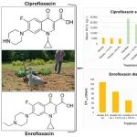 SEH专栏｜&#8203;新西兰奥克兰大学：土壤中氟喹诺酮抗生素吸附与降解：环境风险与农业实践的影响