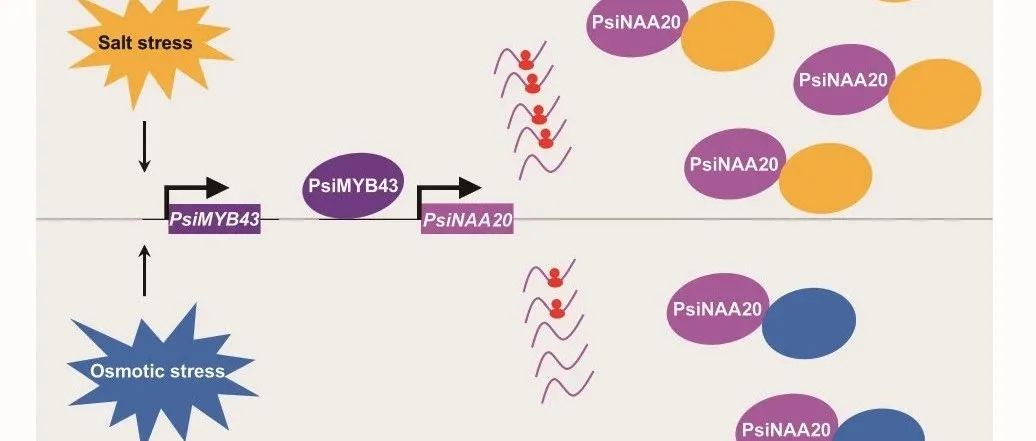 JIPB | 北京林业大学宋跃朋团队揭示了进化保守的NatB催化亚基NAA20 在盐胁迫与渗透胁迫下调控杨树根系发育的双重功能