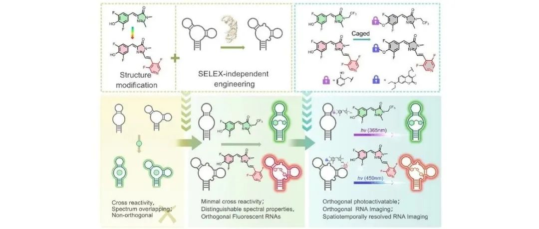 课题组开发了正交荧光RNA应用于活细胞光激活双色成像