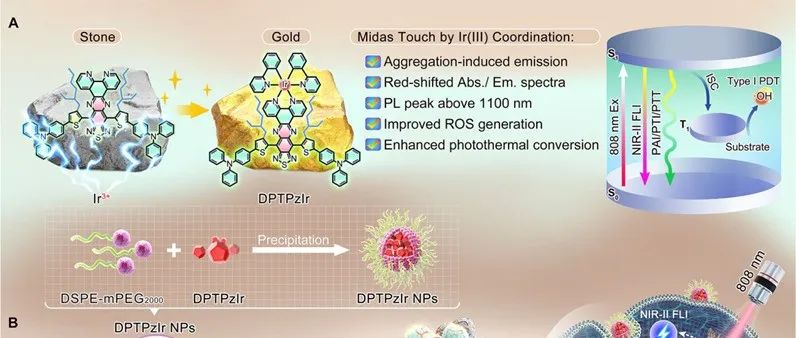 J. Am. Chem. Soc. | 铱的 “迈达斯之触”： 第二近红外聚集诱导发射活性金属剂，用于乳腺癌的特殊光热疗法