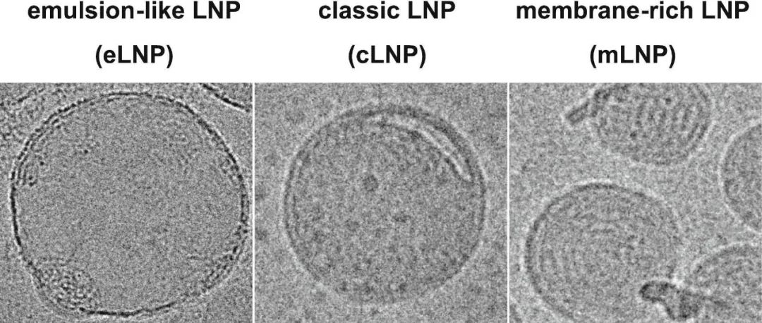 【Journal of Controlled Release】mRNA-LNP结构特征的表征和增强mRNA疫苗免疫原性的机制