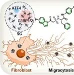 JACS：靶向G3BP1/2的PROTAC可破坏应激颗粒依赖性ATF4迁移性胞吐以实现癌症治疗