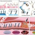 Advanced Science：仿纤毛运动的磁纳米机器人协同低强度超声促进溶栓药物渗透