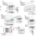 Nature | 肿瘤在低氧条件下炎症性细胞死亡的分子机制研究