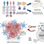 Nat. Cancer | 生命中心张泽民、江鹏与合作者发现新的人CD8+ T细胞耗竭决定因子