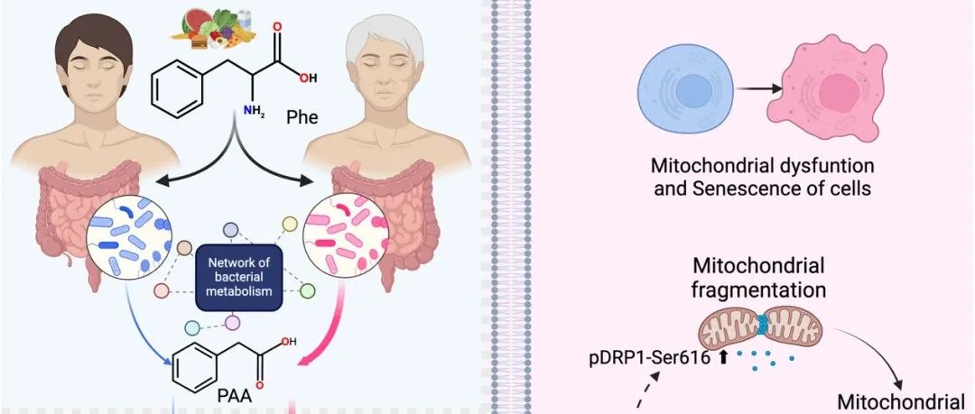 Nat Aging｜复旦大学赵超课题组发现苯乙酰谷氨酰胺加速人体衰老，并提出解决方案