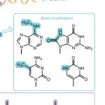 上海交通大学-DNA修饰 | Nature Chemistry