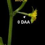 新年第四篇！刚刚，我国植物科学领域再发Nature Plants！