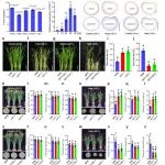 Nature Genetics | 浙江大学刘建祥团队在水稻高温抗性分子机制研究与种质创新领域取得新进展