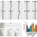 分子植物科学卓越创新中心博士生一作在Nature子刊发表研究成果！