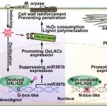 IF5y=36.4||四川农业大学陈学伟教授团队发表最新研究成果！揭示调控植物免疫新机制