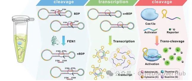利用CRISPR/cas13a的三重级联扩增系统实现肿瘤诊断中FEN1活性的超灵敏检测