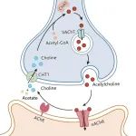 《自然》子刊：中国科学院赵岩研究组揭秘乙酰胆碱的运输之旅