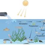 湖南农业大学杨惠麟团队Aquat. Toxicol.：从浮游生物到鱼类——微塑料在淡水环境中的多方面威胁