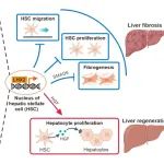 Hepatology | 广州健康院王杰联合合作者发现肝星状细胞中同时促进肝再生和抑制肝纤维化的靶基因Lhx2