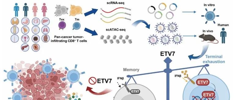 Nat Cancer | 清华大学江鹏实验室与合作者发现新的人CD8+ T细胞耗竭决定因子