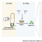 Stem Cell Reports | 广州健康院刘晶研究组联合广东省人民医院朱平组建立始发态豚鼠多能干细胞系