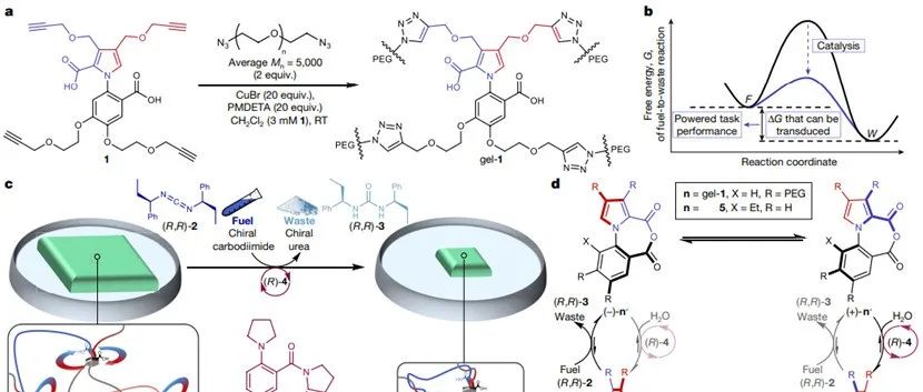 Nature：通过人工催化驱动的分子马达实现交联聚合物凝胶的动力收缩和再膨胀 - David A. Leigh教授 ...