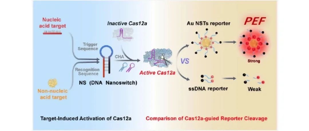 文献分享| Nano Letters：可编程 DNA 纳米开关调控的 Cas12a 金纳米平台用于核酸和非核酸生物标记分析