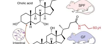 Nature | 宿主代谢平衡微生物的胆汁酸信号调节