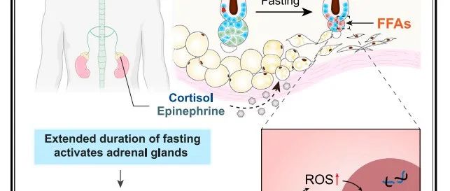 Cell | 西湖大学张兵等揭示间歇性禁食通过器官间通讯抑制毛囊再生与头发生长