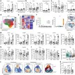 Nat Immunol | CTLA-4检查点疗法的疗效依赖于IL-21信号通路介导的PD-1+CD8+ T细胞的细胞毒性重编程