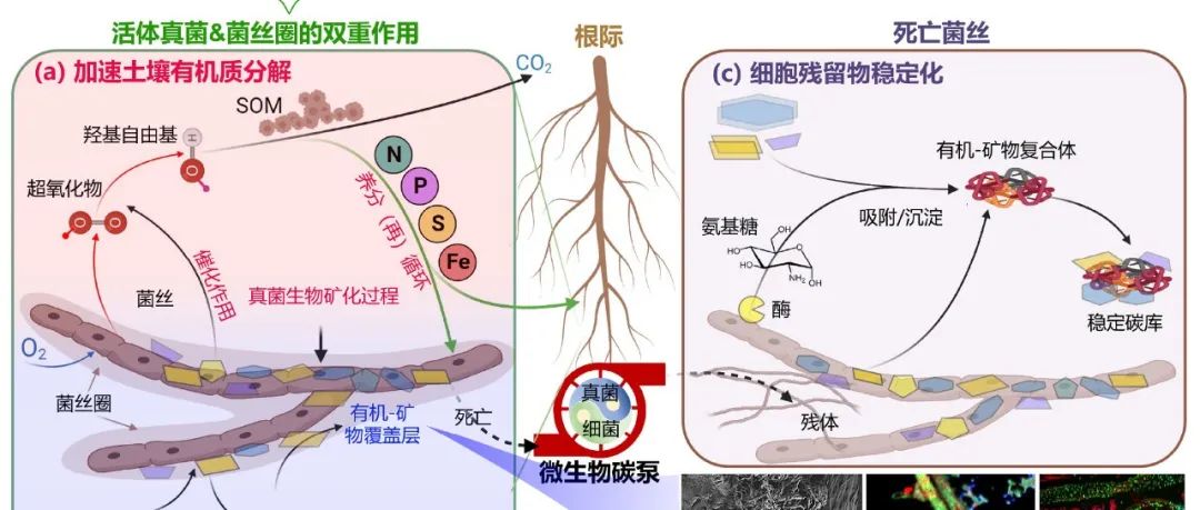 天津大学余光辉教授等：真菌生物量对土壤稳定碳库的贡献，提出了菌丝-矿物互作的概念模型！