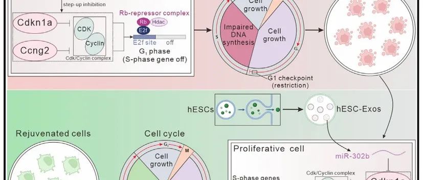 Cell子刊丨中国科学院姬广聚等合作提出了一种“Senoreverse”逆转衰老策略！