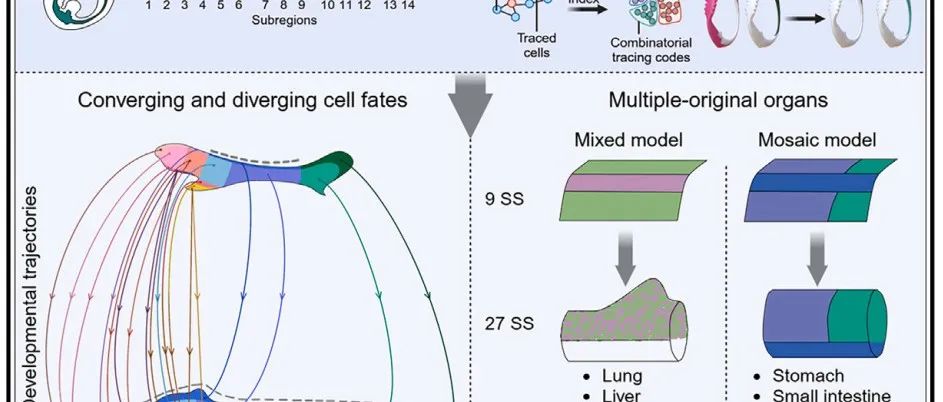 北京大学最新Cell！