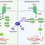 Cancer Res丨中山大学庄诗美/方坚鸿合作研究发现在低氧肿瘤微环境中HIF1α刺激血管生成