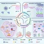 ACS Nano：可克服多重生理障碍的自适应纳米载体用于增强原位胰腺癌化疗