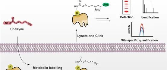 号外 | 王初课题组开发了用于哺乳动物细胞赖氨酸巴豆酰化检测的生物正交探针