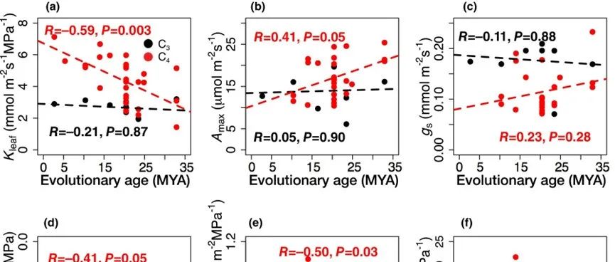 光合和水力特性| NEW PHYTOL： 草类的 C4 光合作用和水力学