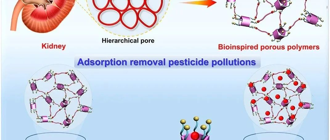 华中师范大学李海兵课题组：仿生多孔聚合物实现对农药污染物的高效吸附去除