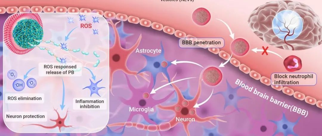 The Innovation | 新型仿生聚合前药纳米制剂用于脑缺血-再灌注损伤治疗
