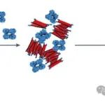 复旦大学陈国颂团队-超分子自组装 | Nature Synthesis