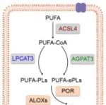 PNAS丨上海交通大学王存等团队合作研究解读MALT1-RC3H1轴在调节GPX4蛋白稳定性中的作用