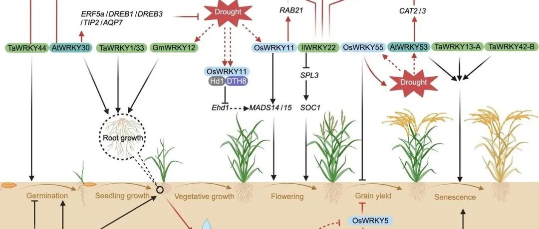 JIPB 特约综述 | 云南大学余迪求团队综述WRKY蛋白协调植物抗性和生长权衡的分子机制与研究进展