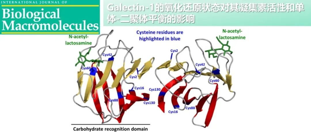 Int. J. Biol. Macromol. | Galectin-1的氧化还原状态对其凝集素活性和单体-二聚体平衡的影响