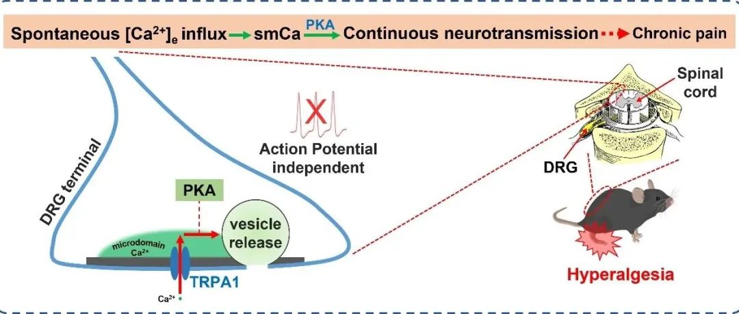 PNAS︱西安交大黄荣/王昌河团队揭示TRPA1通道的自发开放促进外周向脊髓中枢的信号传递并调控慢性疼痛新机制