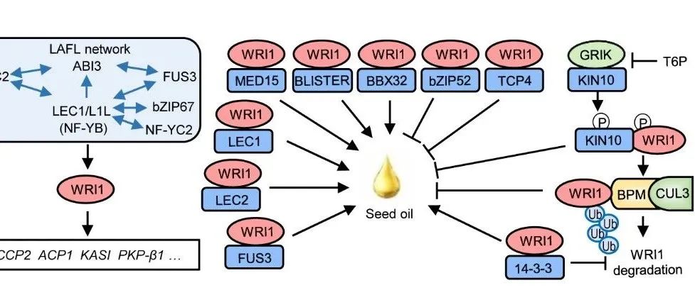 JIPB 特约综述 | 中国科学院遗传与发育生物学研究所张劲松团队和南京农业大学宋庆鑫团队联合综述种子油份生物合成的调控网络