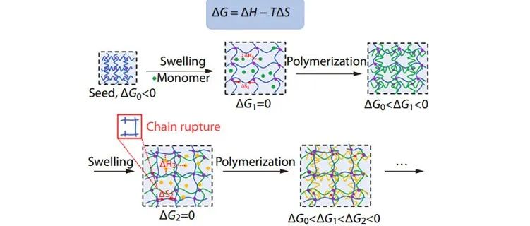 CJPS| 电子科技大学崔家喜教授团队：共价交联聚合物多次循环溶胀自调节生长